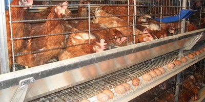 alimentacion animal