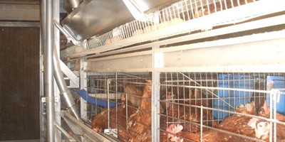 stands gallinas